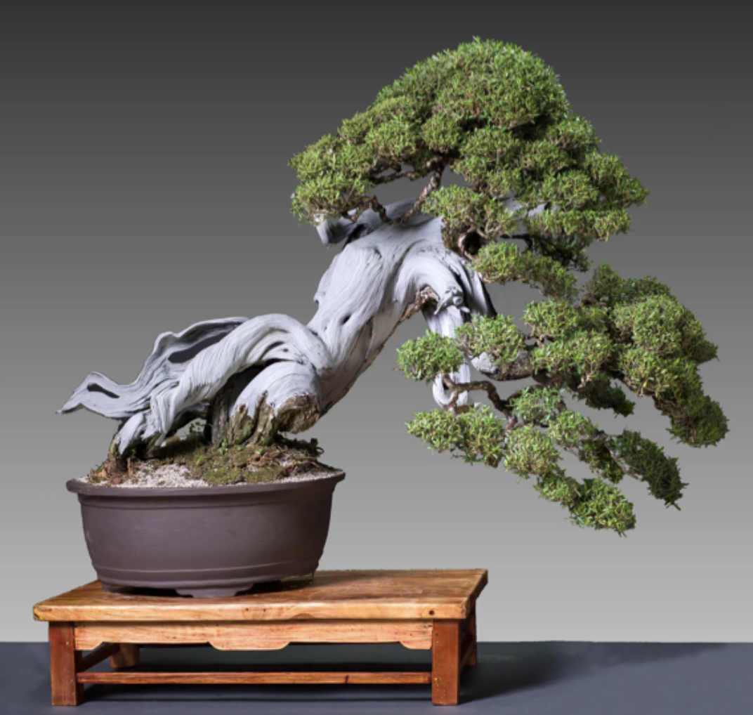 The Ever-Evolving Art of Bonsai — National Bonsai Foundation